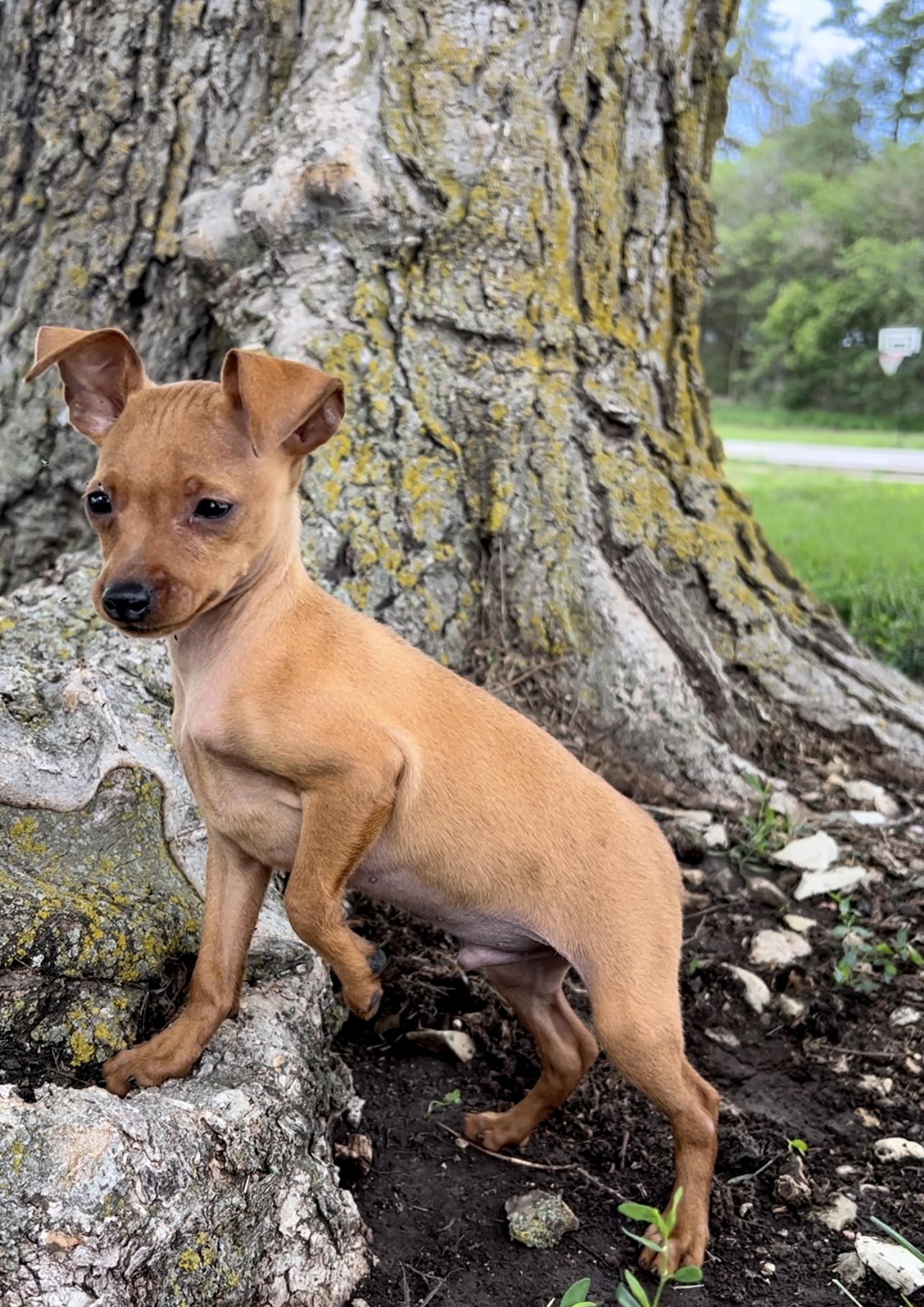 Pinscher For Sale Near Me