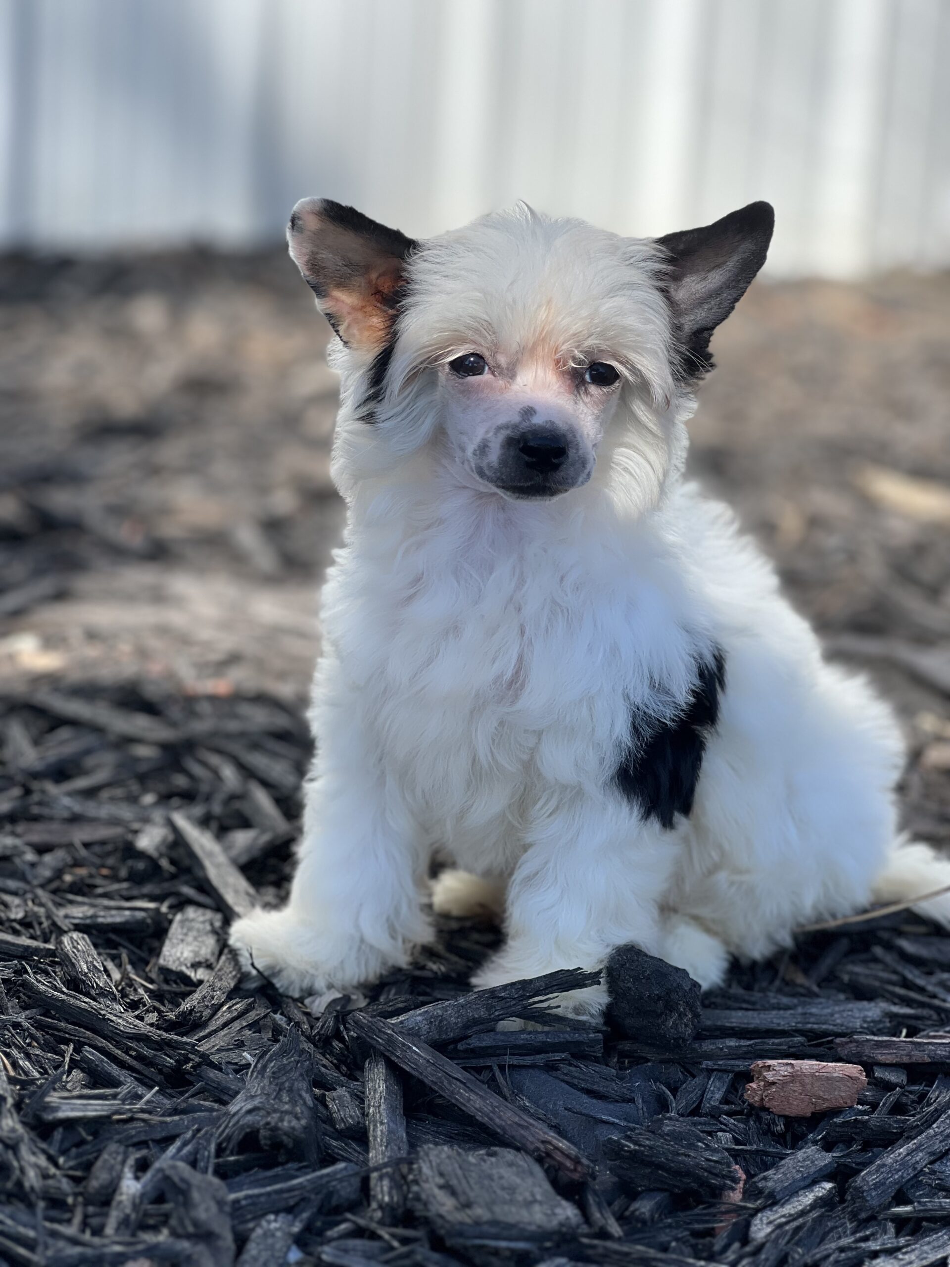 Best Companion Dogs